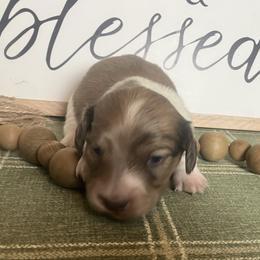 Dallas - Cream male Dachshund puppy in Sharon Springs, New York from Show Us The Way Homestead