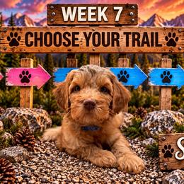 Sport - Red male Australian Labradoodle puppy in Eastover, North Carolina from Joyful Hearts Australian Labradoodles