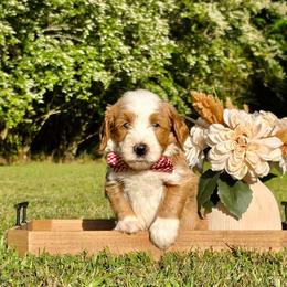 Ted boy - Red male Bernedoodle puppy in Silver Creek, Georgia from Sweet Georgia Doodles