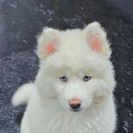 Sky Blu - White female Siberian Husky puppy in East Tawas, Michigan from BurnsBerg's Woolies