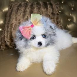 Bluebell - Blue merle female Pomeranian puppy in Grand Prairie, Texas from D’ Pomlovers