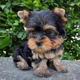 Toby - Blue and gold male Yorkshire Terrier puppy in Monticello, Iowa from Ashley’s Puppies