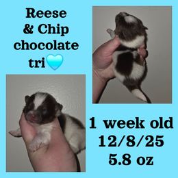 Boy 2 - Chocolate parti male Pomeranian puppy in Creswell, North Carolina from Grace's Poms🐾💕