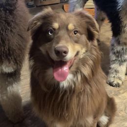 Doc - Australian Shepherd