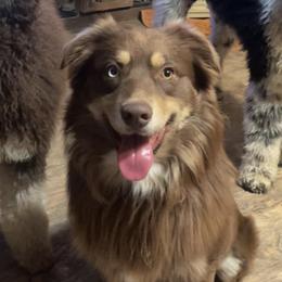 Doc - Australian Shepherd