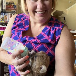 Pembroke Welsh Corgi Puppies from Sweet Bailey and The Corgi Babes