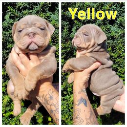 Yellow - Lilac tri-color male Bulldog puppy in Seattle, Washington from Authentic Bullys