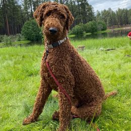 Gunther - Goldendoodle