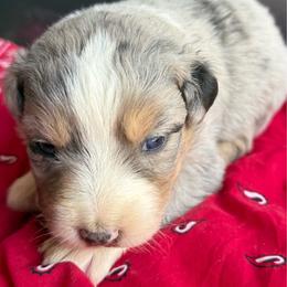 Ember - Blue merle female Australian Shepherd puppy in Stanford, Kentucky from Red Feather Aussies