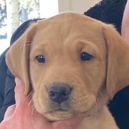 Labrador Retriever Puppies from Ozatonka British Labs