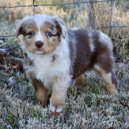 Glow - Red merle female Miniature Australian Shepherd puppy in Evant, Texas from Lazy VT Bar Ranch
