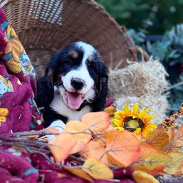 Amor - Black white and tan male English Springer Spaniel puppy in Cookeville, Tennessee from Krossroads Kennel