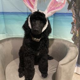 Poodle Puppies from Abbott Standard Poodles