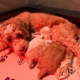 Red - Apricot male Goldendoodle puppy in Herriman, Utah from Rose Canyon Doodles