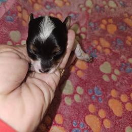 Patch hold till Christmas - Parti female Yorkshire Terrier puppy in Jamestown, Tennessee from Royal  Furbabies
