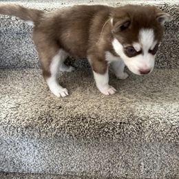 Siberian Husky Puppies from Hito's Huskies