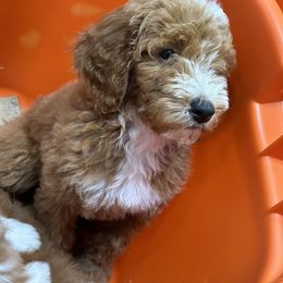 Girl 4 - Red  Goldendoodle puppy in Rialto, California from Bridge City Doodles