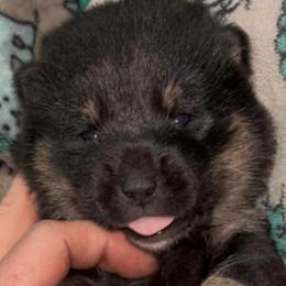 BlackTan Boy - Black and tan male Shiba Inu puppy in Clewiston, Florida from Animal Farm Shiba Inus & Mameshibas
