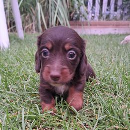 Dachshunds from Apple Valley Dachshunds