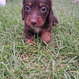 Dachshunds from Apple Valley Dachshunds