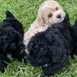 Cockapoos and Poodles from Puppie Poos 4 U