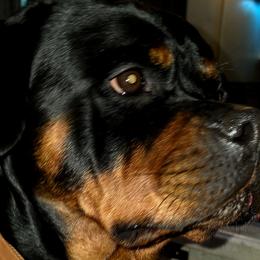 Rottweilers from Rottbies