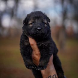 Cabernet - Sable female German Shepherd puppy in Knowlton Township, New Jersey from Augenblick Kennels