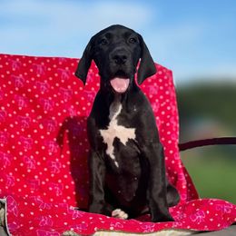 Flame - Black female Great Dane puppy in Granby, Missouri from F5