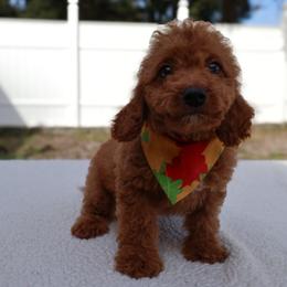 Kenji - Red male Cavapoo puppy in Apopka, Florida from Rae Precious Puppies