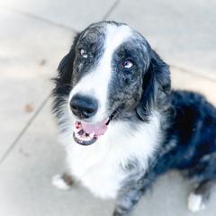 Hazel - Aussiedoodle