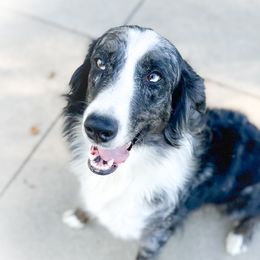 Hazel - Aussiedoodle