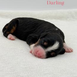 Darling - Tri-color female Bernedoodle puppy in Bellville, Ohio from Bernedoodle Buddies