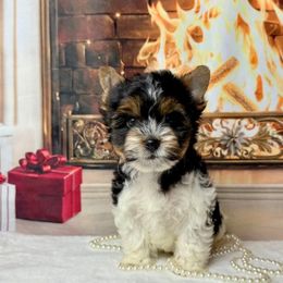 Biewer Terrier and Yorkshire Terrier Puppies from South Georgia Yorkies and Biewers