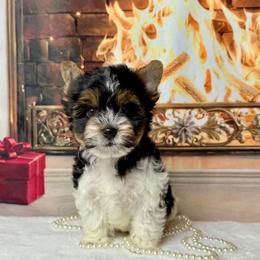 Biewer Terrier and Yorkshire Terrier Puppies from South Georgia Yorkies and Biewers