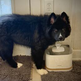Vesuvius - Black male Siberian Husky puppy in Florence, Kentucky from Moonlight Howl Huskies