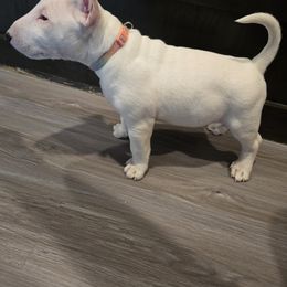 Pup 2 - White female Bull Terrier puppy in Brownsville, Texas from KBs. Bull Terriers