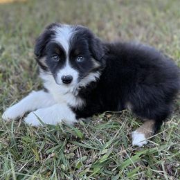 Red - Black tri male Miniature Australian Shepherd puppy in Canton, Texas from M&M Aussies