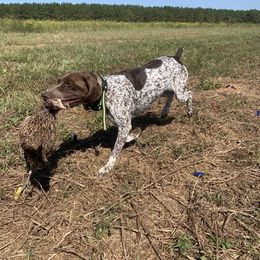 Griff - German Shorthaired Pointer