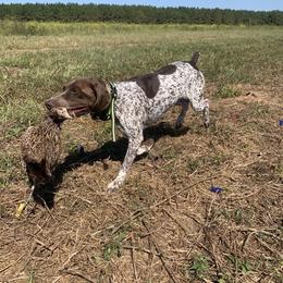 Griff - German Shorthaired Pointer