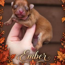 Ember - Chocolate sable female Pomeranian puppy in Cleveland, Georgia from Sourpatch Pomeranians