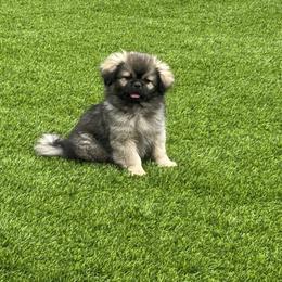 Tibetan Spaniel Puppies from Snowpine Ranch