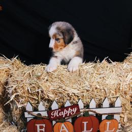 Australian Shepherd Puppies from Cooper Ridge Aussies