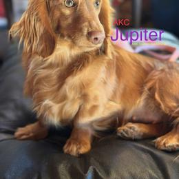 Jupiter - Dachshund
