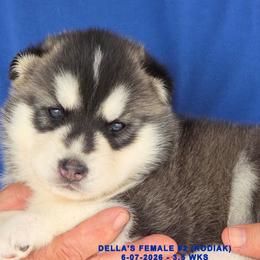 DELLA'S FEMALE 2 - Black and white female Siberian Husky puppy in Manilla, Iowa from Bruck's Siberian Huskies