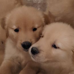 Golden Retrievers from Briton Goldens