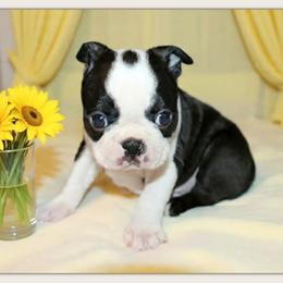 Fate - Black and white male Boston Terrier puppy in North Central, Vermont from Windy Valley’s Bostons