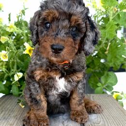 Cooper - Merle male Goldendoodle puppy in Spokane, Washington from Goldendoodles on the Prairie
