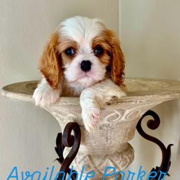 Cavalier King Charles Spaniel puppies from Woodland Cavaliers