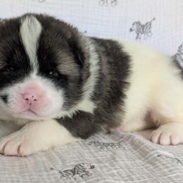 Boy 2 - Black male Akita puppy in South Carolina from Sierra Mountain Akitas