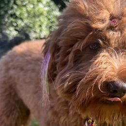 Goldendoodles from Brank N Doodle